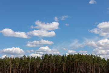Naklejka premium Forest and clouds in the blue sky.