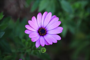 Fototapeta premium Selective focus shot of purple African daisy in the garden