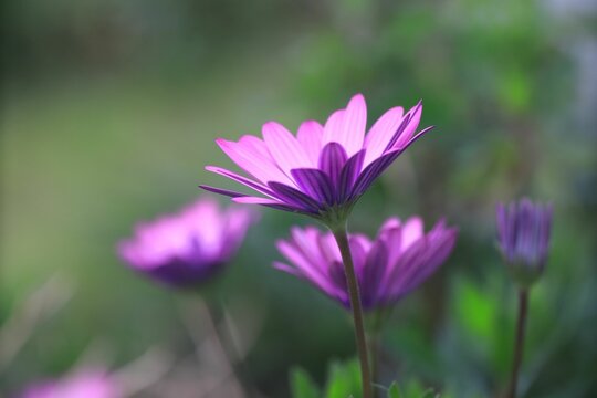 Selective focus shot of purple African daisies in the garden
