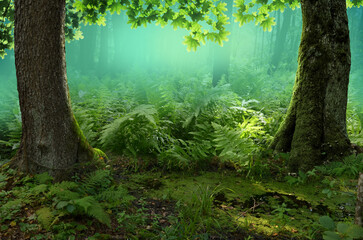 Forest landscape in sunny day. Translucent maple leaves, ferns, mossy trees and semitransparent haze on a background