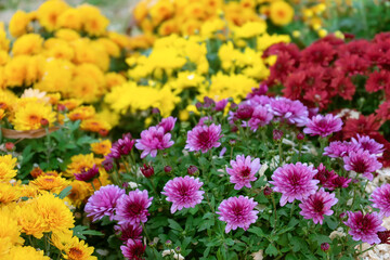 Fresh bright blooming various color chrysanthemums bushes in autumn garden outside in sunny day. Flower background for greeting card, wallpaper, banner, header.