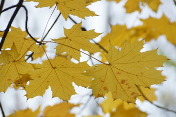 autumn maple leaves