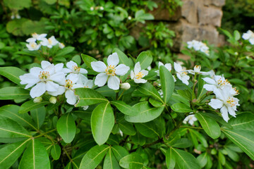 Choisya Ternata, an aromatic evergreen shrub also known as Mexican Orange Blossom because of its strong orange blossom fragrance
