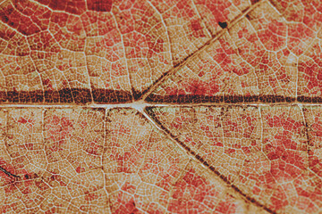 Naklejka na ściany i meble texture of the leaf
