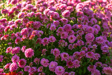 Fresh bright blooming purple chrysanthemums bushes in autumn garden outside in sunny day. Flower background for greeting card, wallpaper, banner, header.