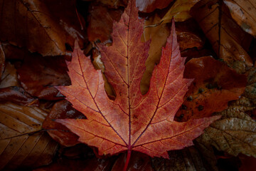 red orange autumn maple leaf on the ground
