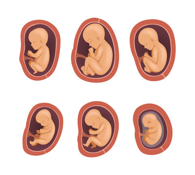 Process of Fetal Development or Embryological Stage Vector Set