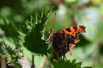 Closeup of a beautiful comma butterfly (Polygonia c-album) on a green leaf under the sunlight