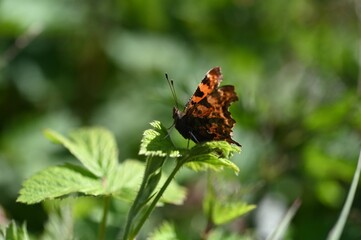 Closeup of a beautiful comma butterfly (Polygonia c-album) on a green leaf under the sunlight