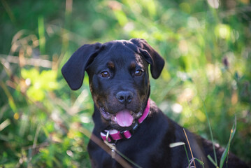 Portrait of rottweiler puppy