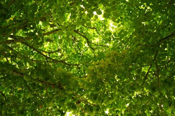 Fototapeta na wymiar Greenery view of Trees canopy with sunlight