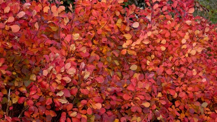 Red leaves in the autumn sun