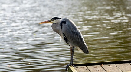 A gray heron stands on a pier over the water