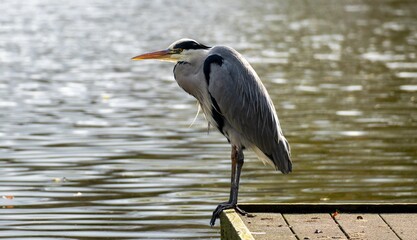 A gray heron stands on a pier over the water