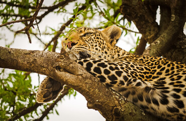 Fototapeta na wymiar Leopard on a tree in its natural habitat in the African savannah