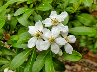 Choisya Ternata, an aromatic evergreen shrub also known as Mexican Orange Blossom because of its strong orange blossom fragrance
