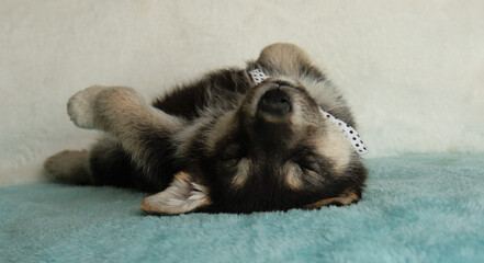 Obraz premium cute shepherd husky mix puppy sleeping on back funny