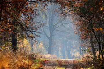 Fototapeta premium Forest path in the morning sun. Trees around in autumn colors.