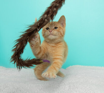 Orange Tabby Kitten Playing With A Toy