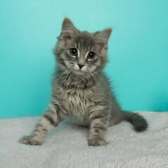 fluffy grey tabby kitten sitting down