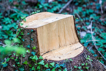 abgesägter Holzstamm im Wald