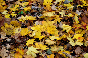 autumn leaf fall in the forest, close-up as a texture for the background
