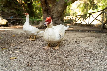 Muscovy ducks on a forest path against the background of trees in a beautiful park in early autumn