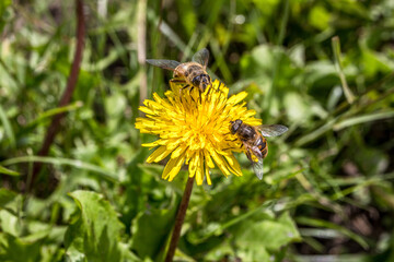 zwei Bienen auf einem Löwenzahn