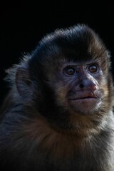 Vertical shot of a beautiful monkey on the black background