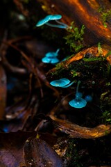 Vertical shot of blue funguses perched on the tree