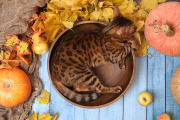 bengal cat and pumpkins