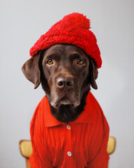 Labrador retriever dog in a red jacket and a red hat and glasses looks at the camera. dogs are like people, a pet is dressed like a person. a smart dog in a beautiful hat, clothes for pets. business