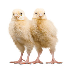 Chicks - Baby Chicken