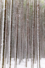 Fototapeta premium The forest in winter. Trees under the snow. The snow in the forest.