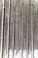 The forest in winter. Trees under the snow. The snow in the forest.