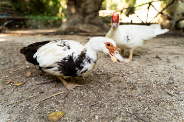 Muscovy ducks on a forest path against the background of trees in a beautiful park in early autumn