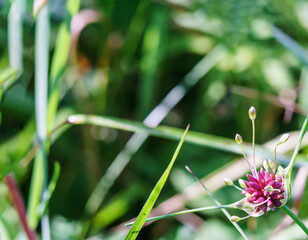 Postcard summer herbs and flowers. Grasses and flowers background.