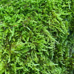 Moss on the stone close up
