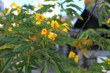 Obraz premium 黄色い花