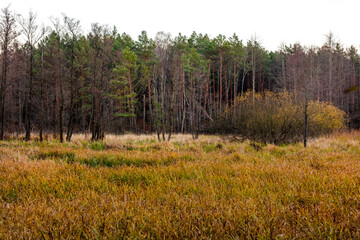 Bagienny krajobraz dzikiej puszczy, jesień, las