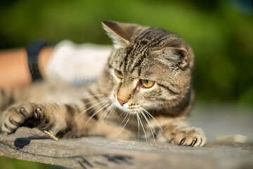 the cat is resting at the dacha in the summer
