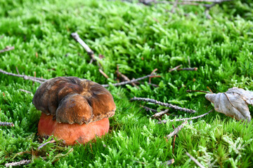 Flockenstieliger Hexen-Röhrling