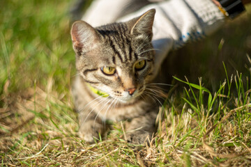 the cat is resting at the dacha in the summer
