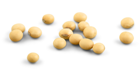 the soya beans on white background
