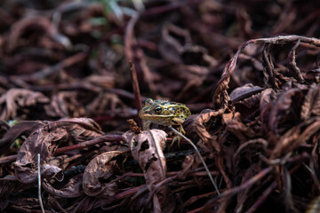 Frog in dead leaves