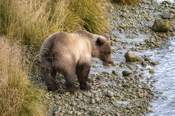 A young grizzly eating salmon near the river in Alaska in autumn
