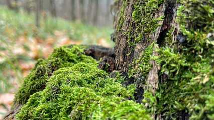 green moss on a stump in the forest