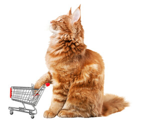 Fototapeta Ginger Cat with a Miniature Shopping Cart obraz