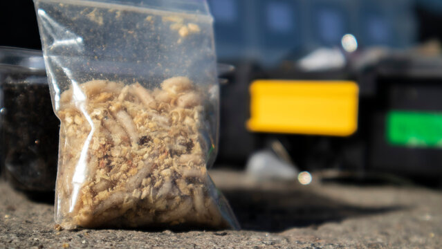 A small bag of sawdust and maggots. Live bait for fishing. Fly larvae are good bait for catching any fish. Fishing. The topic is bait for carp, bream, perch, crucian fish. Bait for fishing.