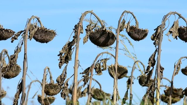 Drought and heatwave in France, in a dead sunflower field due to high heat.